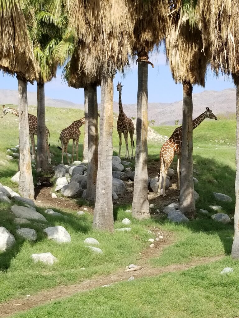 desert giraffes