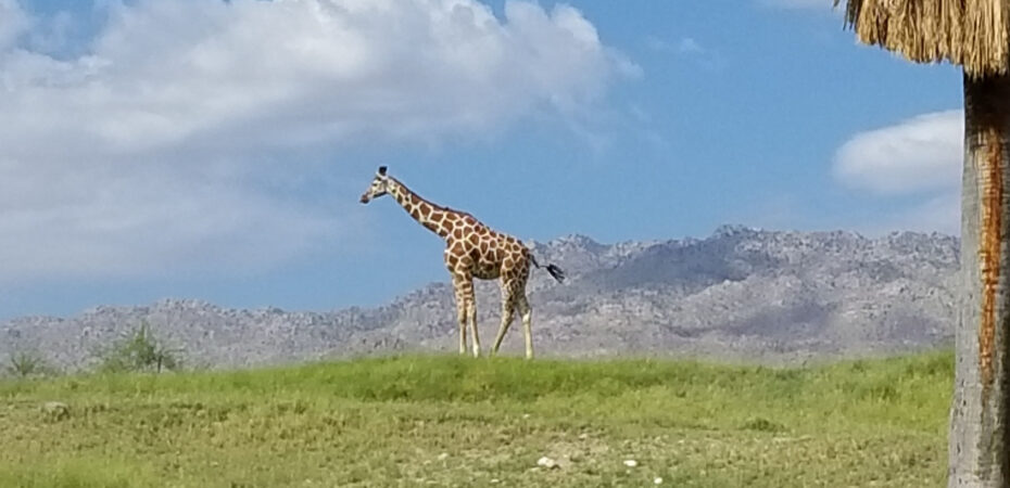 desert giraffe
