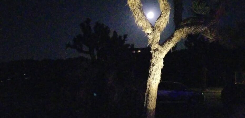 Welcome to Joshua Tree