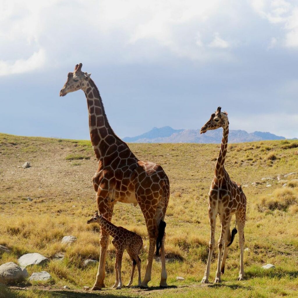 New giraffe at The Living Desert Zoo and Gardens