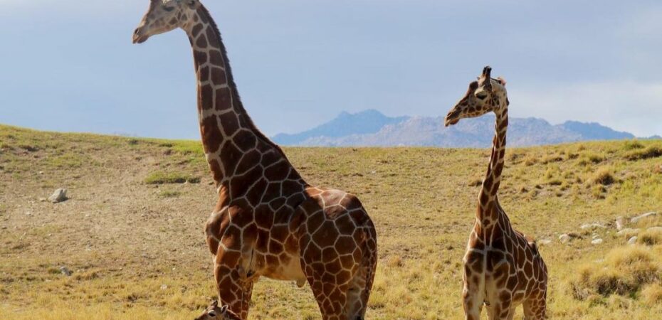 New giraffe at The Living Desert Zoo and Gardens