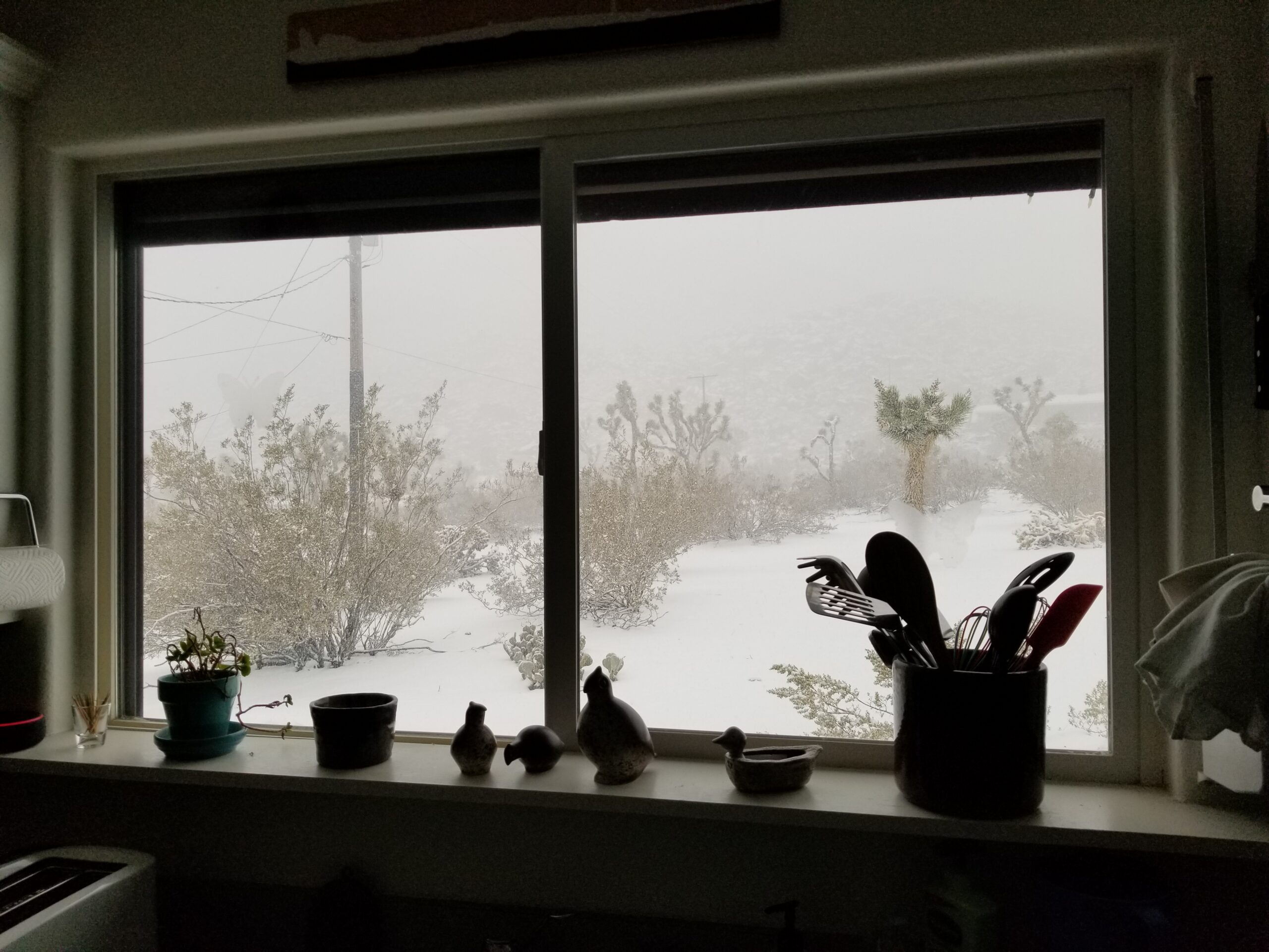 Joshua Tree backyard snow from kitchen