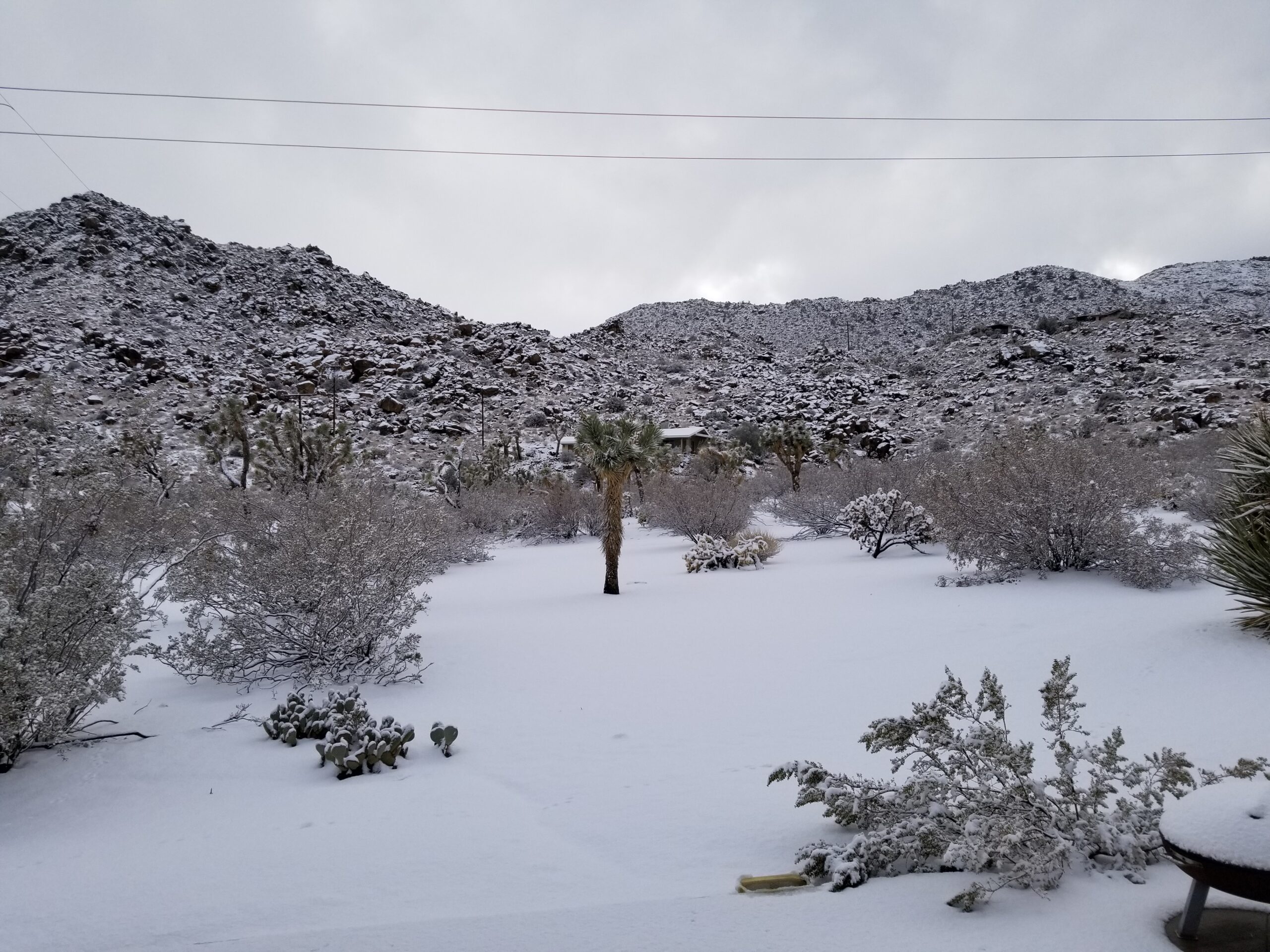 Joshua Tree backyard snow