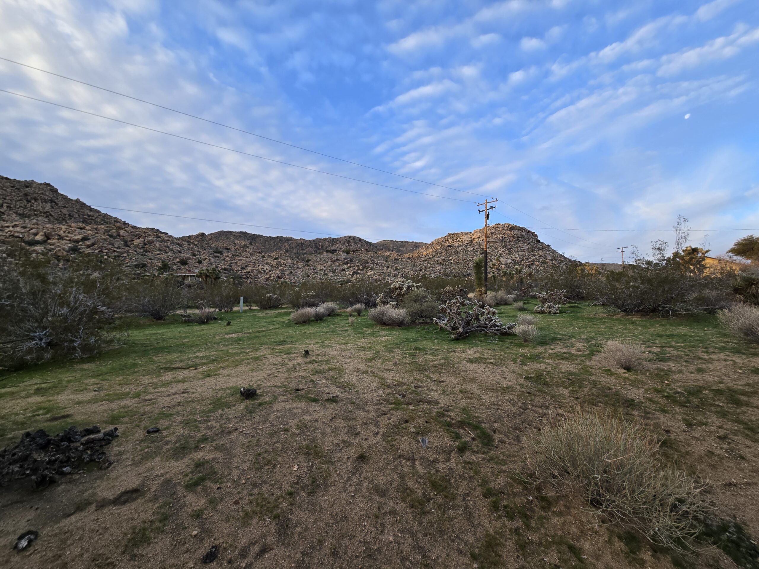 Joshua Tree green backyard