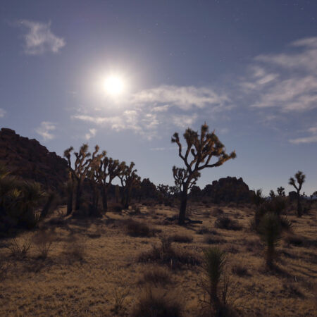 Joshua Tree park super moon long exposure